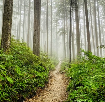 dirt path leading into forest