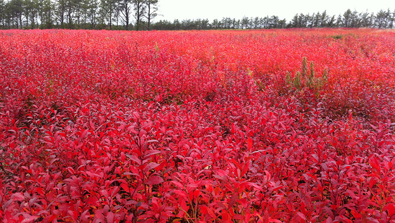 Maine Blueberry Barrens